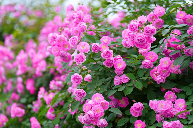 浪漫满屏,被泸州这两处蔷薇花海美到了(图4) 4.jpg