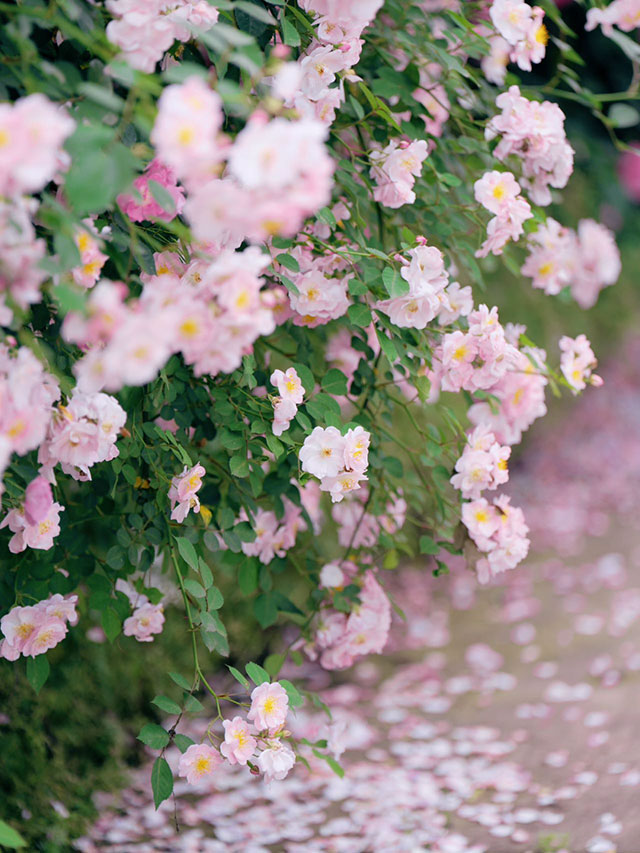 浪漫满屏,被泸州这两处蔷薇花海美到了(图7) 7.jpg