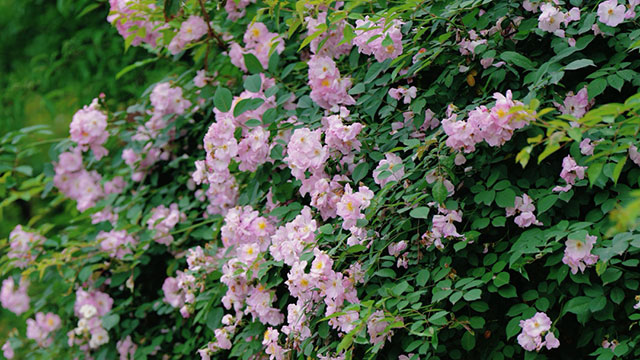 浪漫满屏,被泸州这两处蔷薇花海美到了(图9) 9.jpg