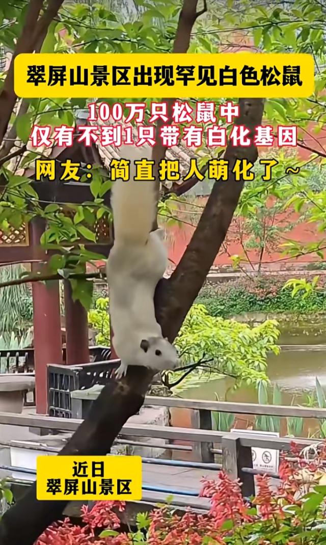 罕见!宜宾翠屏山出现“白松鼠”!很多人都拍到了!(图1) 1.jpg