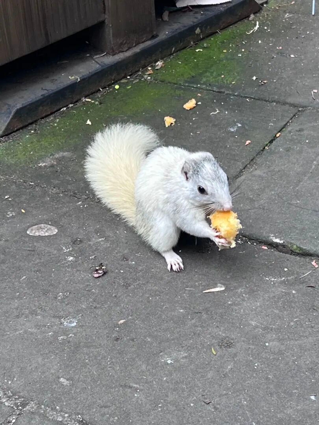 罕见!宜宾翠屏山出现“白松鼠”!很多人都拍到了!(图7) 7.jpg