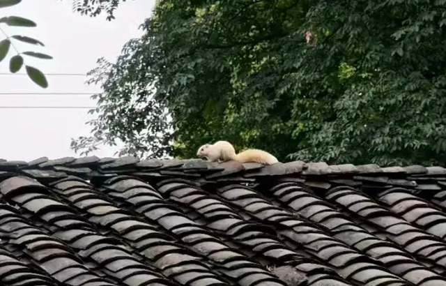 罕见!宜宾翠屏山出现“白松鼠”!很多人都拍到了!(图8) 8.jpg