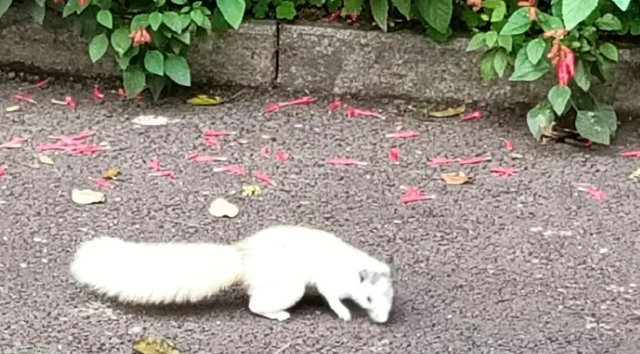 罕见!宜宾翠屏山出现“白松鼠”!很多人都拍到了!(图9) 9.jpg