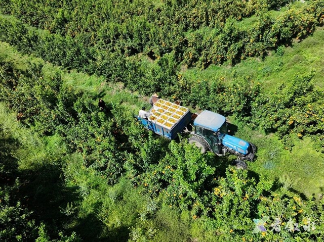 叙永石厢子彝族乡:千亩柑橘迎丰收 乡村振兴甜路宽(图2) 2.jpg