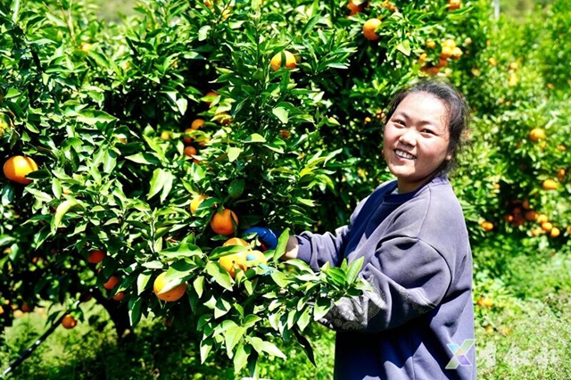 叙永石厢子彝族乡:千亩柑橘迎丰收 乡村振兴甜路宽(图1) 1.jpg