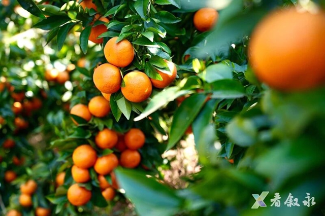 叙永石厢子彝族乡:千亩柑橘迎丰收 乡村振兴甜路宽(图3) 3.jpg