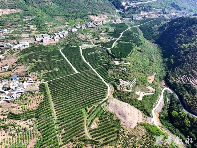 叙永石厢子彝族乡:千亩柑橘迎丰收 乡村振兴甜路宽(图4) 4.jpg