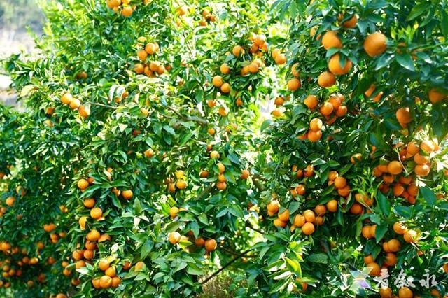 叙永石厢子彝族乡:千亩柑橘迎丰收 乡村振兴甜路宽(图5) 5.jpg