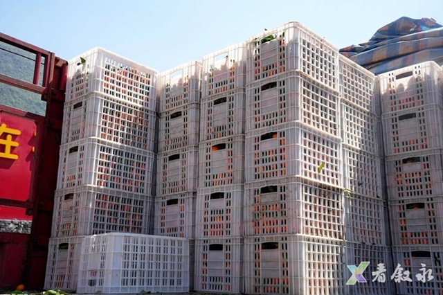 叙永石厢子彝族乡:千亩柑橘迎丰收 乡村振兴甜路宽(图6) 6.jpg