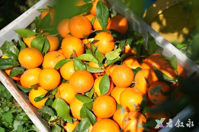 叙永石厢子彝族乡:千亩柑橘迎丰收 乡村振兴甜路宽(图7) 7.jpg