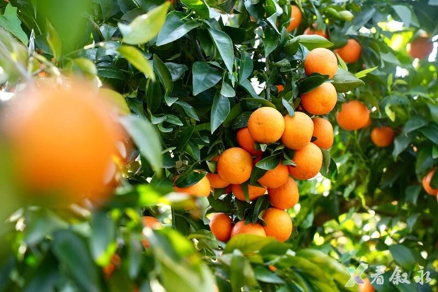 叙永石厢子彝族乡:千亩柑橘迎丰收 乡村振兴甜路宽(图8) 8.jpg