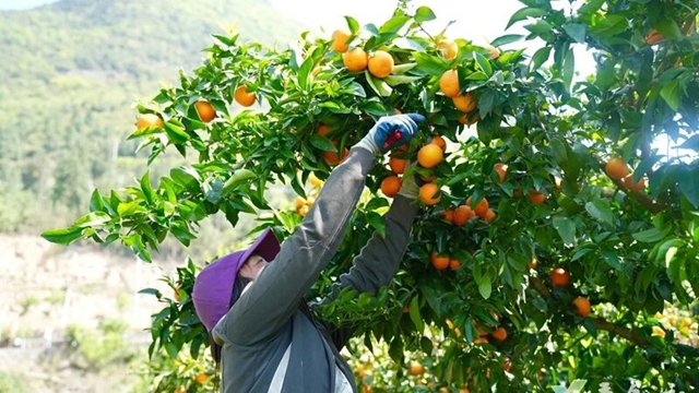 叙永石厢子彝族乡:千亩柑橘迎丰收 乡村振兴甜路宽(图9) 9.jpg