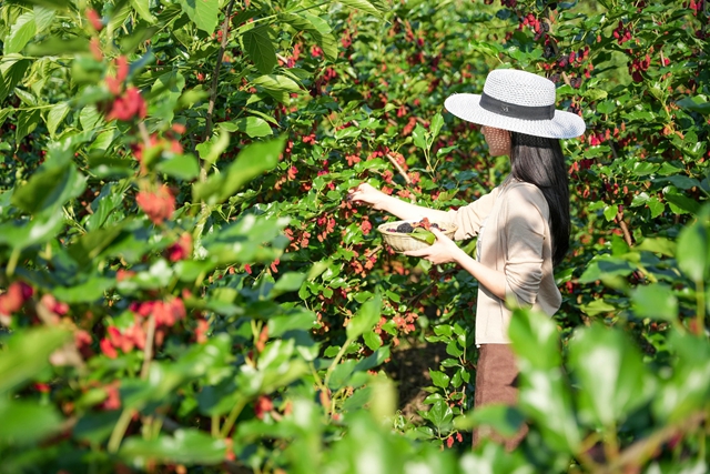 抠笋子、摘桑per……泸州的春天,太快乐了吧!(图2) 2.jpg