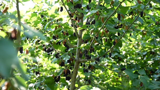 抠笋子、摘桑per……泸州的春天,太快乐了吧!(图4) 4.jpg