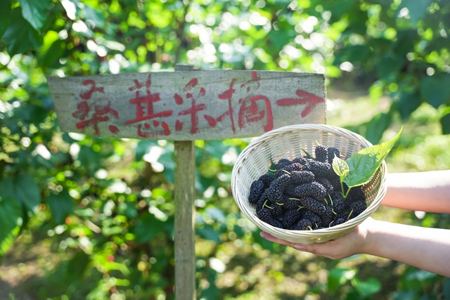 抠笋子、摘桑per……泸州的春天,太快乐了吧!(图3) 3.jpg