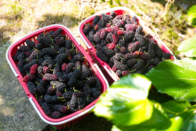 抠笋子、摘桑per……泸州的春天,太快乐了吧!(图5) 5.jpg