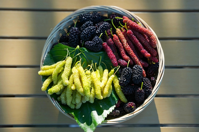 抠笋子、摘桑per……泸州的春天,太快乐了吧!(图6) 6.jpg