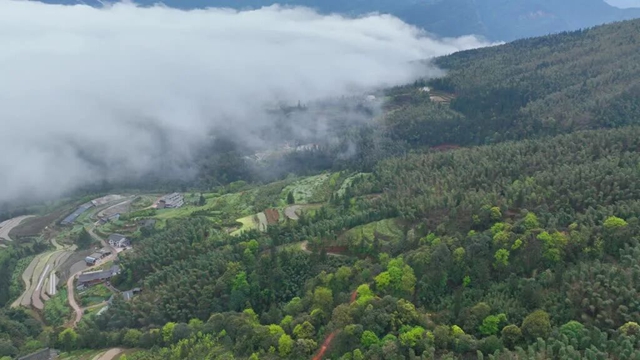 抠笋子、摘桑per……泸州的春天,太快乐了吧!(图18) 18.jpg