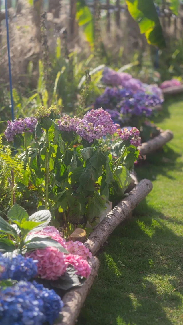江阳区藏了个治愈小院,周末躺平太舒服(图5) 5.jpg