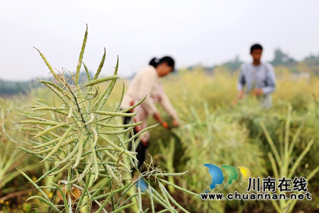 连片的油菜田褪去金黄盛装，沉甸甸的油菜荚挂满枝头 (3).JPG
