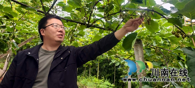 图1：易榆坪为猕猴桃疏果.jpg