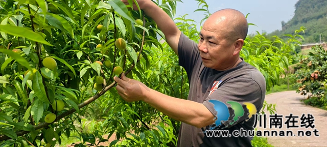 图3：赵生树的黄桃进入膨大期.jpg
