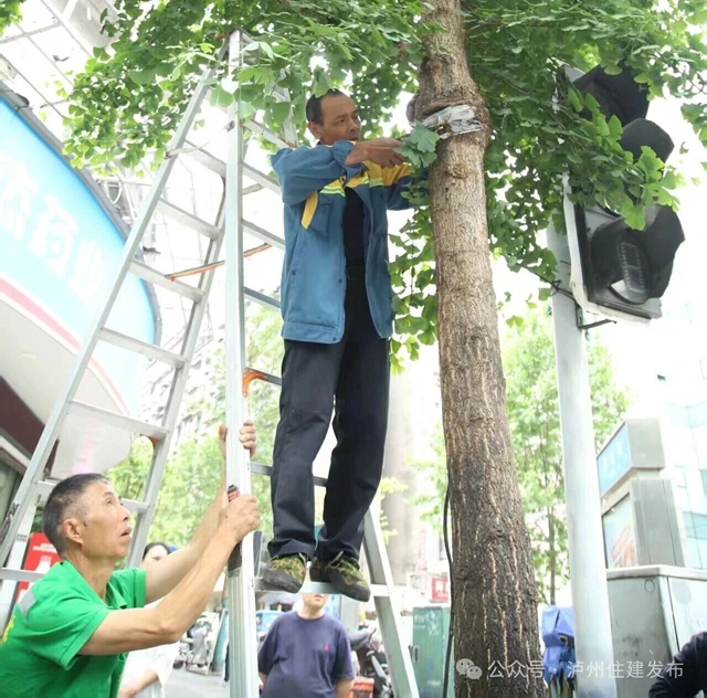 树4.jpg