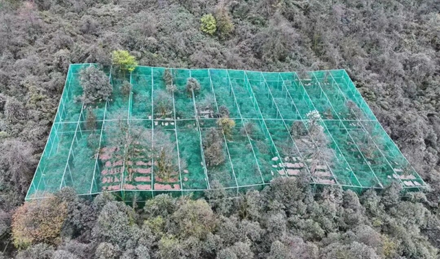 珍贵定格!宜宾老君山首次拍到“鸟中大熊猫”夜栖画面(图5) 5.jpg