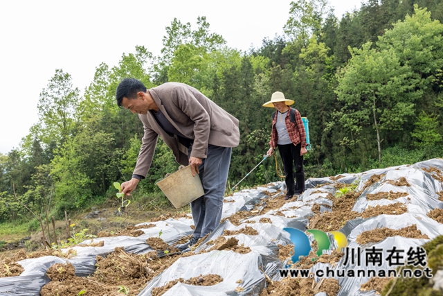 李廷华与老伴种下希望的“黄金叶”.jpg