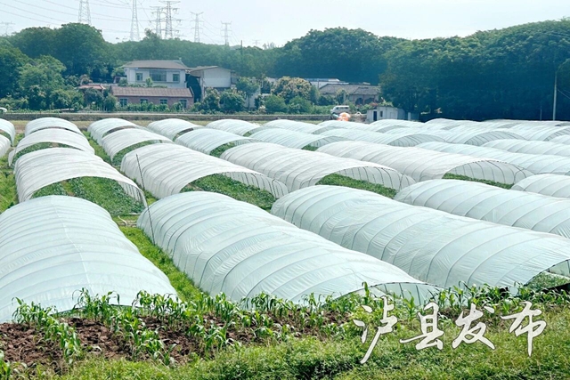 泸县第一波西瓜抢先登场,速来尝鲜(图1) 1.jpg