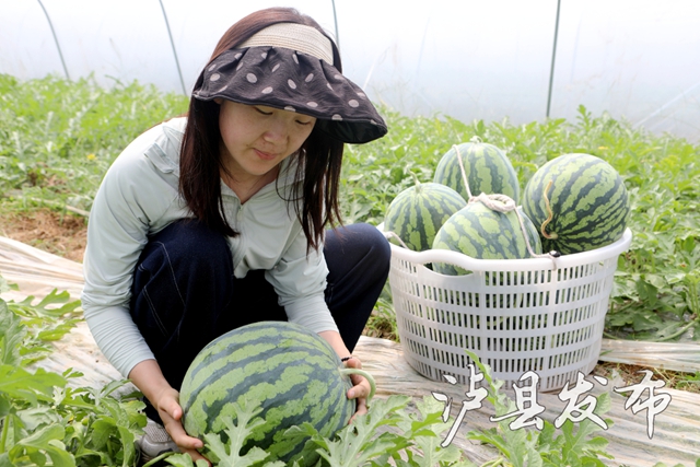 泸县第一波西瓜抢先登场,速来尝鲜(图4) 4.jpg