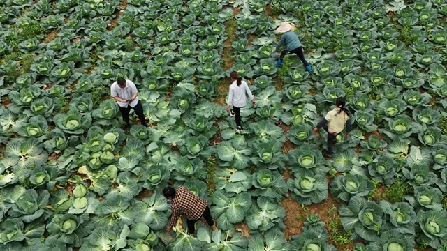 一桌莲花白的十种吃法!古蔺石屏小满餐桌卷出“轻食”新滋味(图1) 1.jpg