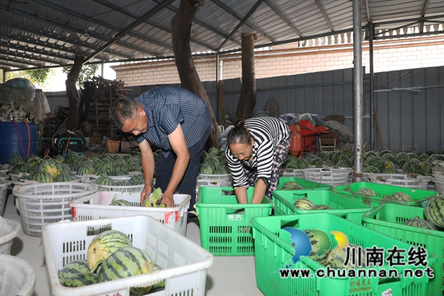 种植户章怀中夫妇有条不紊地进行西瓜分拣.JPG