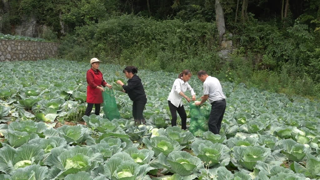古蔺石屏:108天,荒坡变菜园!(图3) 3.jpg