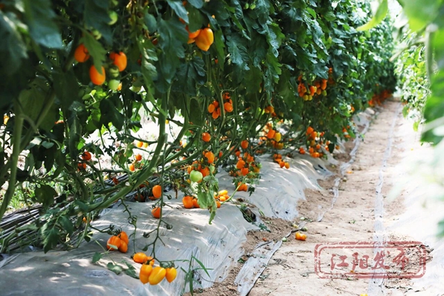 日产万斤!江阳这个“菜篮子”厉害了!(图6) 菜6.jpg