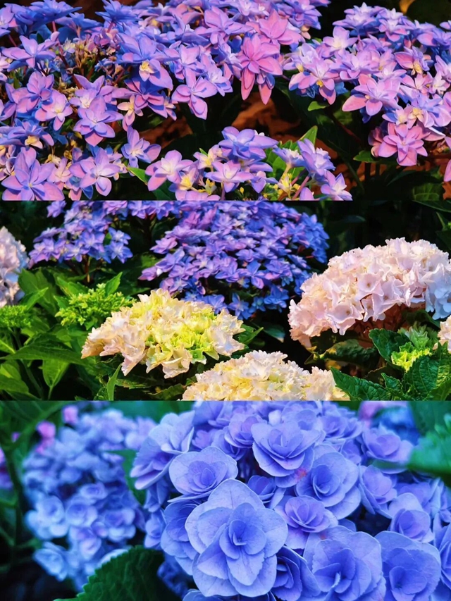 花3.jpg