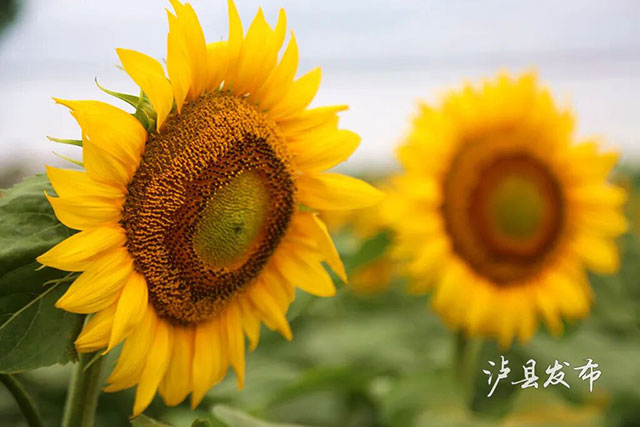 今天开园!泸县这500亩向日葵花海藏不住了(图6) 6.jpg