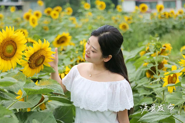 今天开园!泸县这500亩向日葵花海藏不住了(图10) 10.jpg