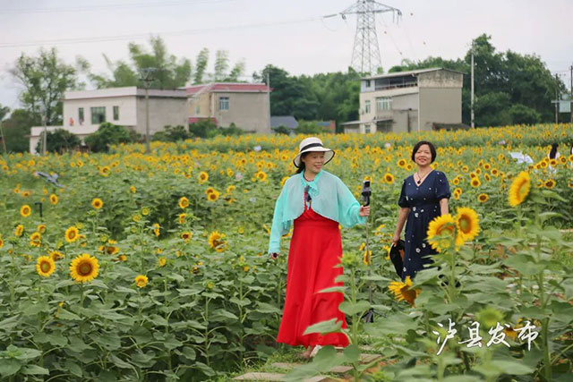 今天开园!泸县这500亩向日葵花海藏不住了(图11) 11.jpg
