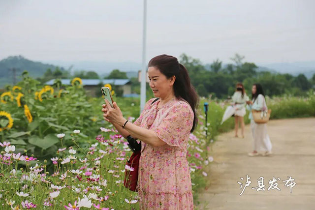 今天开园!泸县这500亩向日葵花海藏不住了(图12) 12.jpg