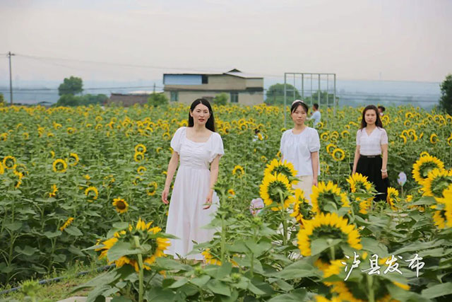今天开园!泸县这500亩向日葵花海藏不住了(图13) 13.jpg