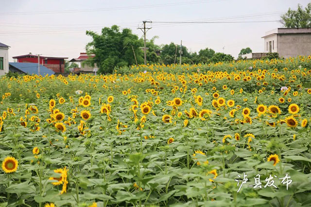 今天开园!泸县这500亩向日葵花海藏不住了(图18) 18.jpg