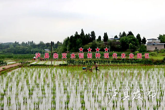 农户懵了:都六月了,泸县这片田的秧苗,咋才刚栽完?(图6) 6.jpg