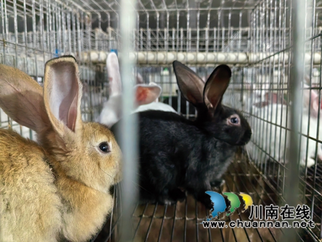 走基层·访归雁,泸县暖心护航返乡入乡创业企业(图4) d0a6fd5396361493e3337ca349c09ebf.jpg