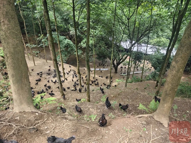 宜宾林下经济年产值超46亿元(图3) 林3.jpg