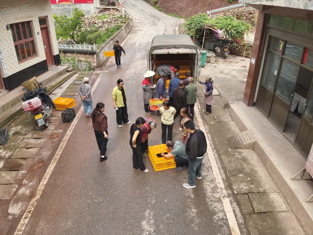 古蔺白泥:从山林到餐桌,一只鸡的产业“三级跳”(图6) 风6.jpg