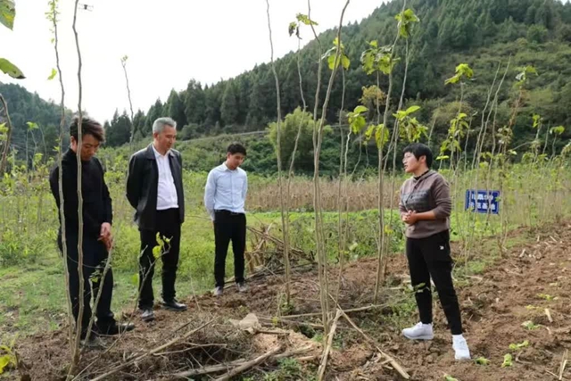 从差点“停产”到自研智能系统增产两倍,古蔺皇华镇一根6A级蚕丝的百年逆袭路(图3) 布3.jpg
