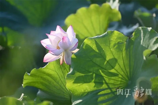 接天莲叶无穷碧!内江近郊这处绝美秘境正值颜值巅峰(图3) 3.jpg