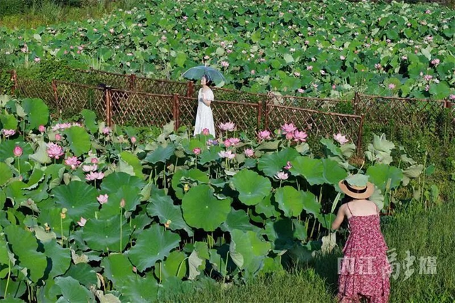 接天莲叶无穷碧!内江近郊这处绝美秘境正值颜值巅峰(图5) 5.jpg