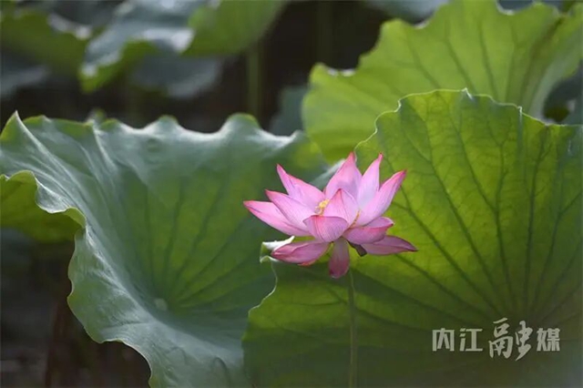 接天莲叶无穷碧!内江近郊这处绝美秘境正值颜值巅峰(图4) 4.jpg